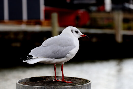 Baby Seagull" Images – Browse 124 Stock Photos, Vectors, and Video | Adobe  Stock
