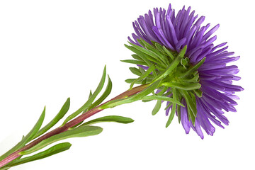 Purple aster flower