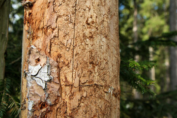 The detail of the bark of the tree infested by bark beetle. 