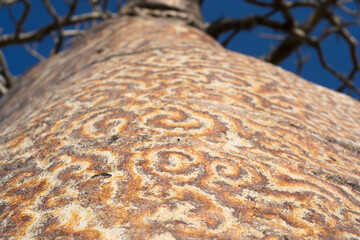 Baobab tree trunk closeup perspective