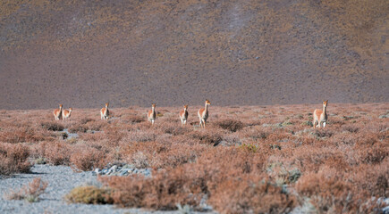 Vicuñas (Vicugna vicugna) in the desert landscape of the La Puna, Argentina, South America, America
