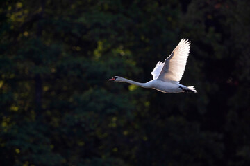 A mute swan (Cygnus olor)  in flight