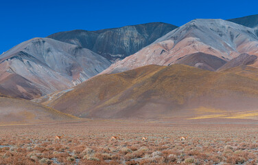 Vicuñas (Vicugna vicugna) in the desert landscape of the La Puna, Argentina, South America, America