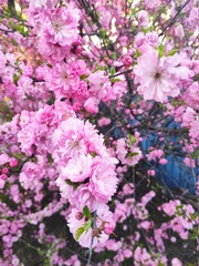 pink cherry blossom