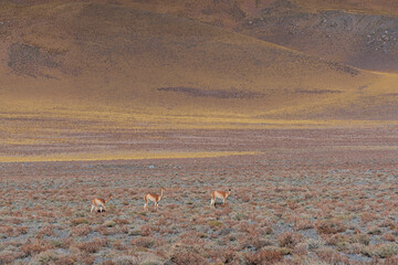Vicuñas (Vicugna vicugna) in the desert landscape of the La Puna, Argentina, South America, America