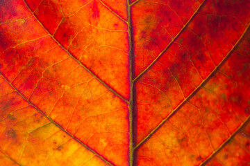 Nature Abstract: Cells and Veins of a Colorful Autumn Leaf 