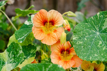 A close up view of peach coloured nasturtium or Tropaeolum flowers in a garden.