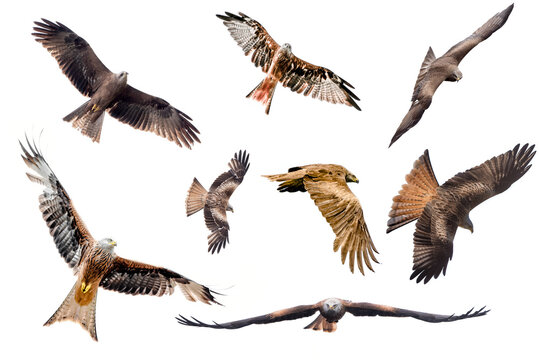 Selection of isolated kites in flight with fully open wings on white background