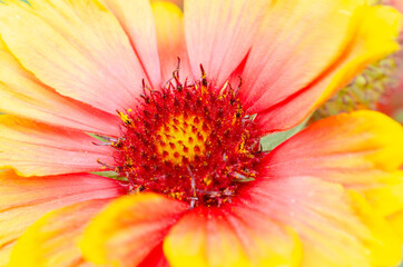 Close up view of a gaillardia flower with vibrant red and yellow colours
