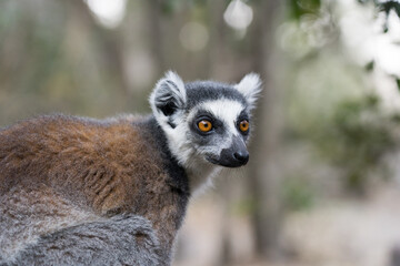 Naklejka na ściany i meble Closeup Ring-tailed lemur