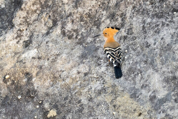 Malagasy Hoopoe