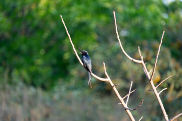 Crested Drongo near Isalo National Park
