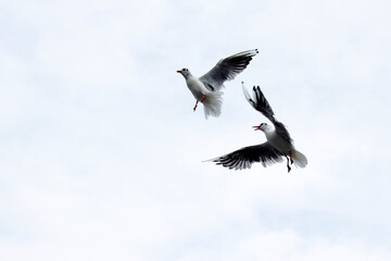 Dramatic Seagull fighting in a sky