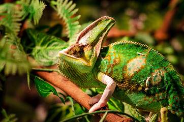 The veiled chameleon (Chamaeleo calyptratus). Other common names include cone-head chameleon and Yemen chameleon.