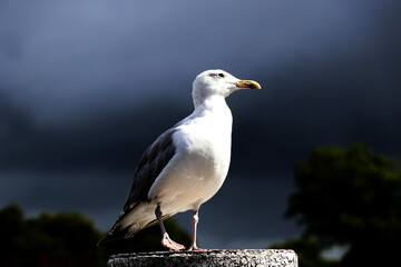 Obraz premium Seagull standing on a metal pole with blurred background