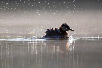 A adult red-necked grebe (Podiceps grisegena) swimming with backlighting