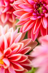 Fototapeta premium Dahlia flower close up. Flowers close-up. Floral natural background.