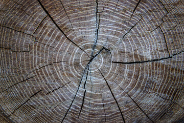 Oak, oak saw cut, oak texture, close-up.  