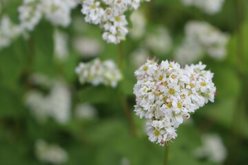 ソバの花