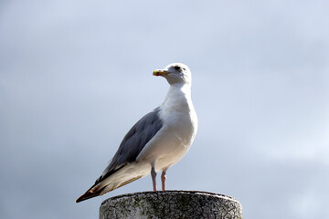 Portrait of Seagull standing on a post