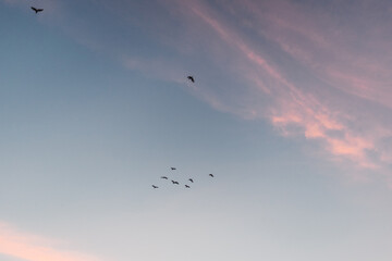 Obraz premium Blue sky with clouds and birds silhouette