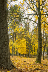 Background with the color of trees in autumn