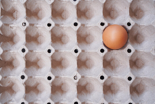 one fresh chicken egg isolated in carton box  