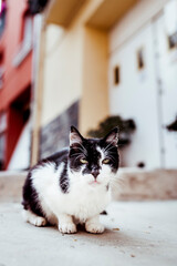 Chat de gouttière noir et blanc dans la rue