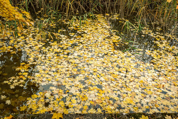 Background of the detail of leaves in the water in autumn.