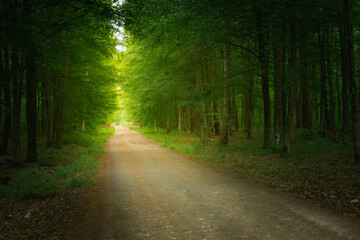 Fototapeta premium Green forest and the road to the light
