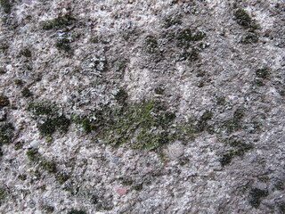 moss on concrete