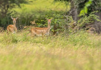 Blackbuck or Indian Antelope staring at Visitor