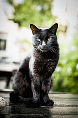 Magnifique chat noir assis sur une table