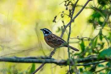 背景の中のホオジロ
