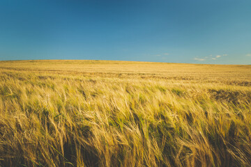 Obraz premium Ears of barley, horizon and blue sky