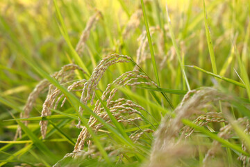 太陽の光を浴びた稲穂