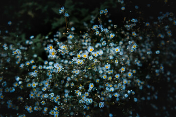 Fototapeta na wymiar Cute small blue blossom flowers on the ground of a moody dark forest background