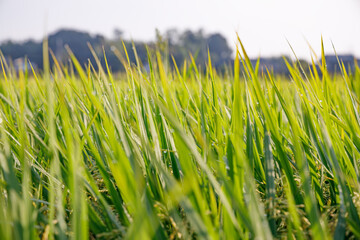 Fototapeta premium 太陽の光を浴びた稲穂