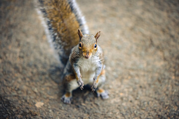 Naklejka premium A squirrel looks up at the camera