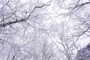 雪がついた木の枝