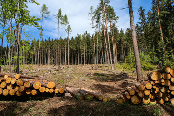 The clearing in the forest, where the wood extraction is performed. The symbol for the forestry.  