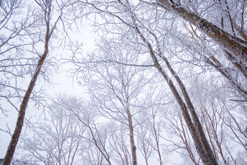 Fototapeta na wymiar 雪が積もった樹林帯