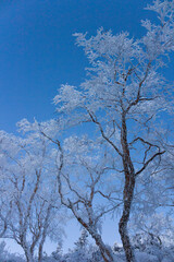 雪がついた木の枝と早朝の空