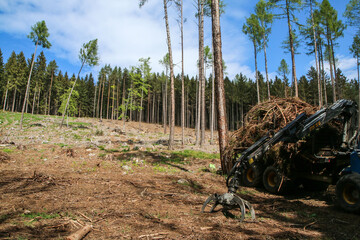 The clearing in the forest, where the wood extraction is performed. The symbol for the forestry.  