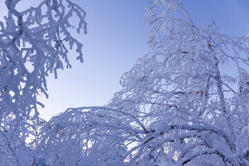 雪がついた木の枝と早朝の空
