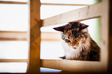 Portrait d'un gros chat tigré de race main coon à la maison
