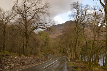 Fototapeta premium The stunning autumn landscape with Highland Cattle cows and nature in Scotland
