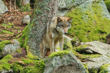 The portrait of wolf in Czech Republic in his natural habitat in a protected national area in southern Bohemia called Šumava. 