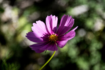 pink cosmos flower on foreground