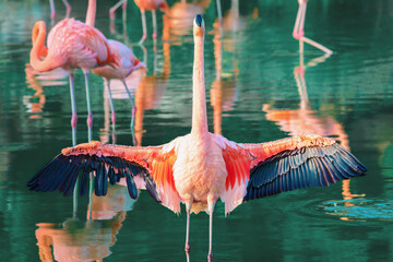 Pink flamingo spread its beautiful wings.